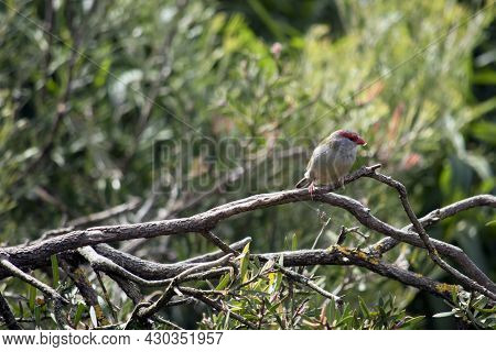 The Red Browed Finch Is Mainly Grey With A Red Beak And Red Strip Over Its Eyes