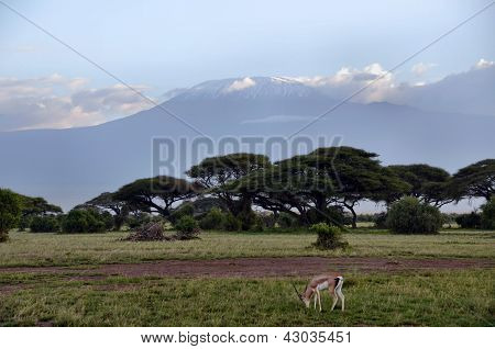 Acacia e Kilimanjaro