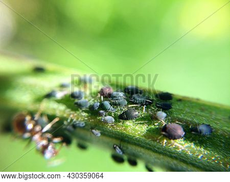 Black Aphid On The Grass Or Stem. Family Of Aphis Damaging Garden