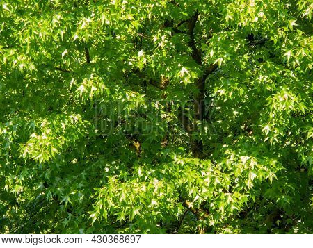 full frame image of liquidambar tree