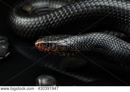 Drymarchon On The Black Background Of Cameos, Fog. Snake Art