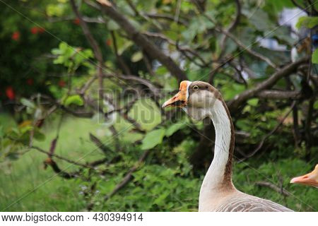 Lakeside Goose Birds