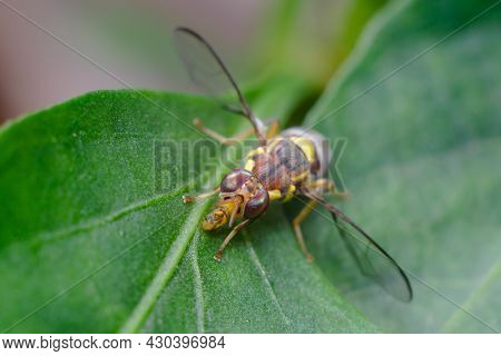 Macro Photo Of Melon Fly Insect On The Plant Leaf. It Is A Fruit Fly Of Tephritidae Family. It Is A 