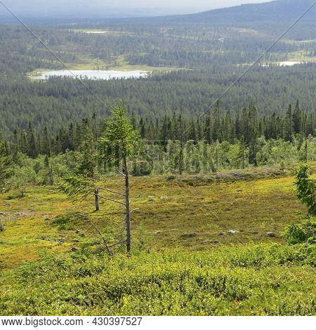 Mountain landscape in summer, Idre - Dalarna