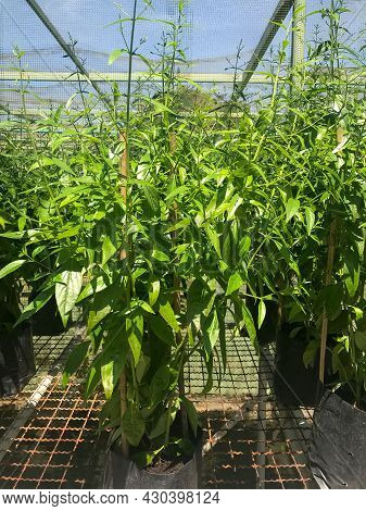Herb Plant, Andrographis Paniculata Plant Organic Farm At Thailand