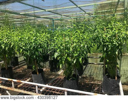Herb Plant, Andrographis Paniculata Plant Organic Farm At Thailand
