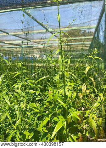 Herb Plant, Andrographis Paniculata Plant Organic Farm At Thailand