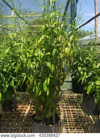Herb Plant, Andrographis Paniculata Plant Organic Farm At Thailand