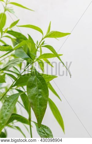 Herb Plant, Andrographis Paniculata Plant Organic Farm At Thailand