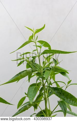 Herb Plant, Andrographis Paniculata Plant Organic Farm At Thailand