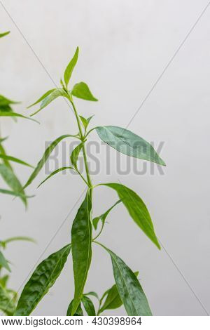 Herb Plant, Andrographis Paniculata Plant Organic Farm At Thailand