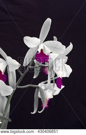 White Orchid Flowers In The Garden On A Black Background