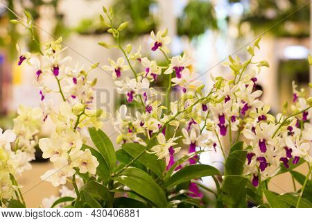 Orchid Flower In The Garden Tree Background