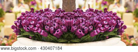 Purple Tulips In A Flower Shop Pot
