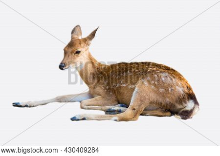 Beautiful Axis Deer In The Nature Habitat In Thailand.beautiful Axis Deer Close Up.