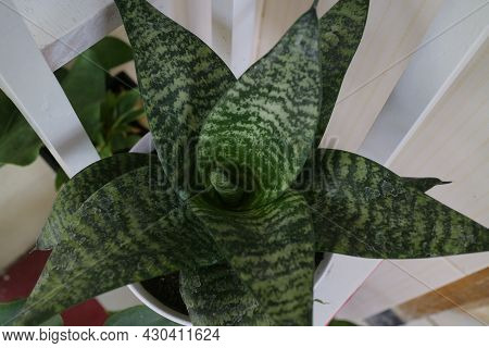 Beautiful And Unique House Plant Called Sansevieria Hahnii Green