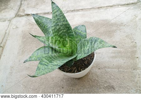 Beautiful And Unique House Plant Called Sansevieria Hahnii Green