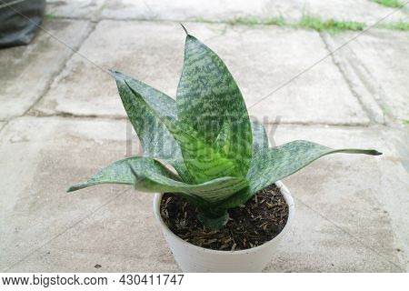 Beautiful And Unique House Plant Called Sansevieria Hahnii Green