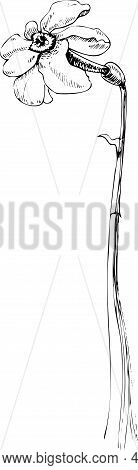 The Narcissist Flower Hand Drawn Vector Illustration For Your Design
