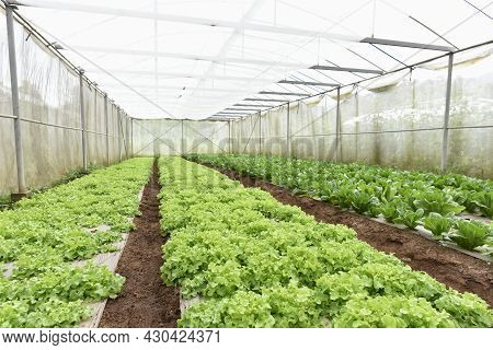 Beautiful Organic Green Oak Lettuce, Cos Lettuce Or Salad Vegetable Garden On The Soil Growing, Conc