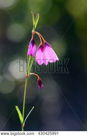 Delicate Back Lit Drooping Flowers Of The Native Australian Black Eyed Susan, Tetratheca Shiressii, 