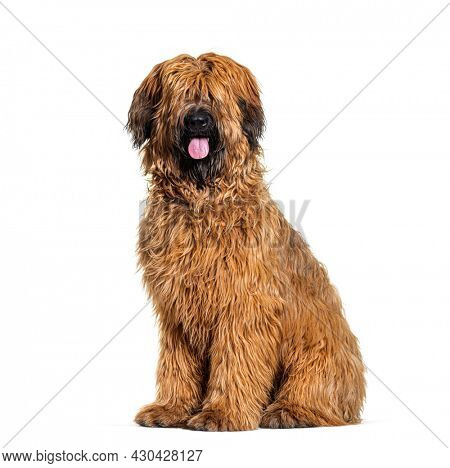 Panting Fawn Briard dog sitting in front, isolated on white