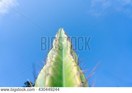 Tall Spiky Cactus Green And Growing Upright Against Blue Sky
