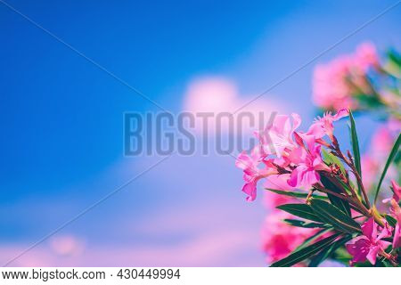 Bright Pink Oleander Flowers With Blue Sky And Pink Clouds Background