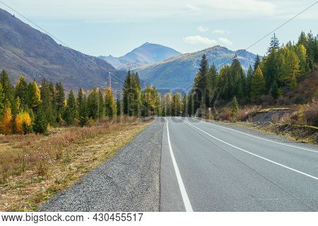Colorful Autumn Landscape With Larches With Yellow Branches Along Mountain Highway. Coniferous Fores