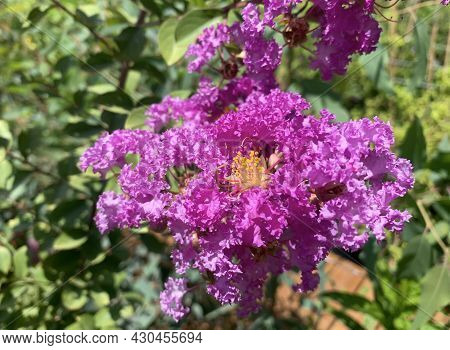 Blooming Indian Lagerstroemia (lat.lagerstroemia Indica) Or Crape Myrtle