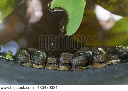 River Snail, Viviparidae Or Filopaludina Martensi That Clings To The Edge Of A Plastic Bucket That F