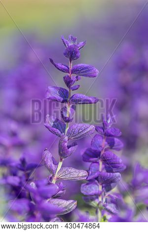 Close Up Of Purple Annual Sage (salvia Horminium) Flowers In Bloom