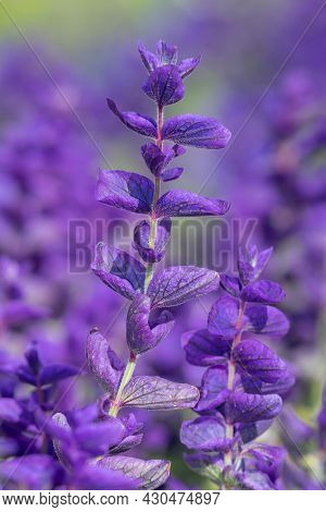 Annual Sage (salvia Horminium) Flowers