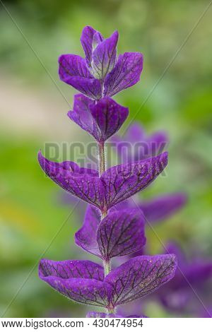 Close Up Of Purple Annual Sage (salvia Horminium) Flowers In Bloom