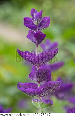 Clary Sage (salvia Horminium) Flowers