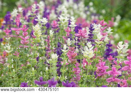 Annual Sage (salvia Horminium) Flowers