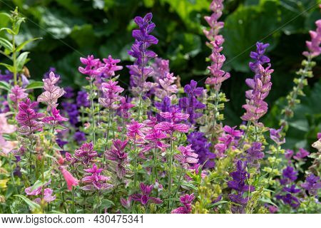 Annual Sage (salvia Horminium) Flowers