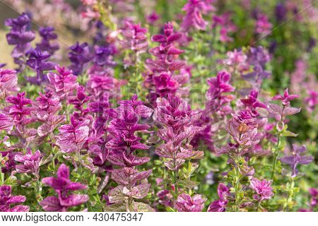 Clary Sage (salvia Horminium) Flowers
