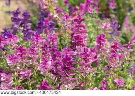 Annual Sage (salvia Horminium) Flowers