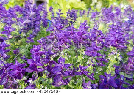 Close Up Of Purple Annual Sage (salvia Horminium) Flowers In Bloom