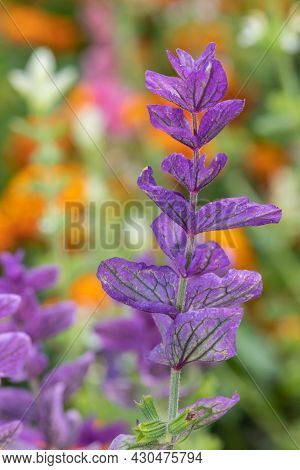Close Up Of Purple Annual Sage (salvia Horminium) Flowers In Bloom
