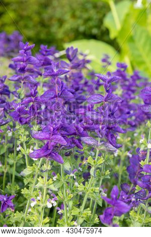 Clary Sage (salvia Horminium) Flowers