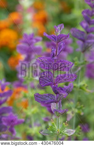 Clary Sage (salvia Horminium) Flowers