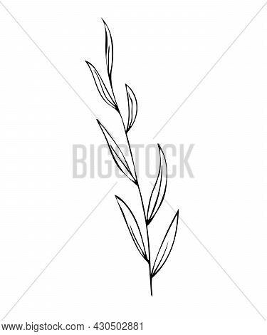 Botanical Linear Leaf Set. Abstract Minimalist Leaves Collection, Creative Herbal Art. Hand Drawn We