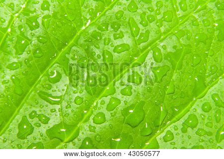 Leaf closeup