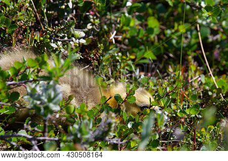 A Young Gosling Hiding Among Tundra Plants In The Arctic