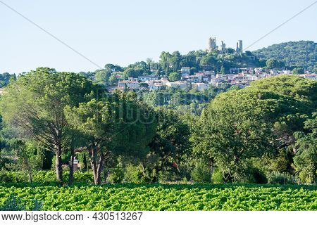 Wine Making In  Department Var In  Provence-alpes-cote D'azur Region Of Southeastern France, Vineyar