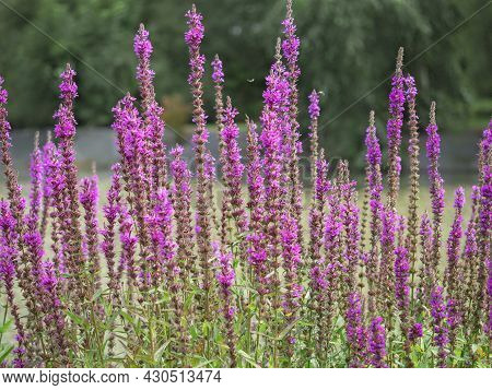 Purple Loosestrife Flower Spikes, Lythrum Virgatum Rosy Gem