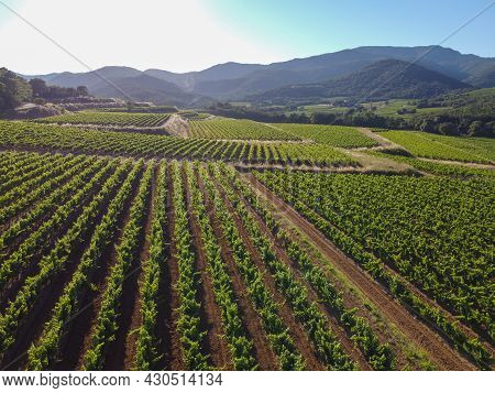 Wine Making In  Department Var In  Provence-alpes-cote D'azur Region Of Southeastern France, Vineyar