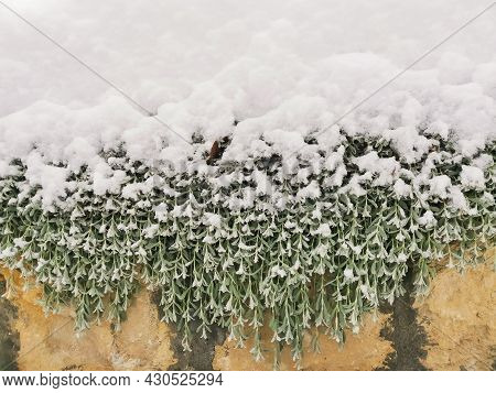 The Silvery Leaves Of Cerastium Against The Background Of The Stone Wall Are Visible Under The Cap O